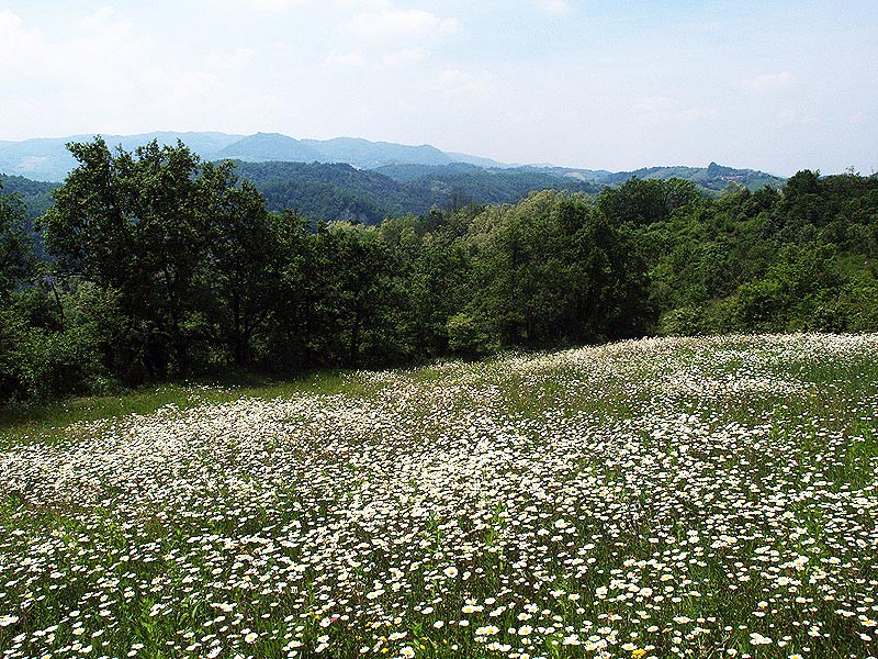 Oasi naturalistica del Carmine